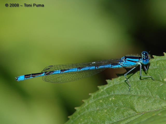 Zigottero: Erythromma lindeni